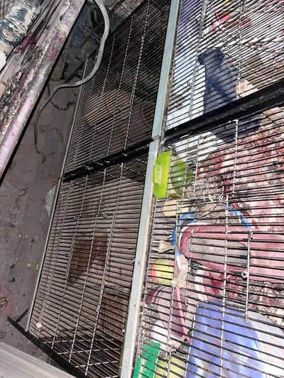 parrot and hens cage