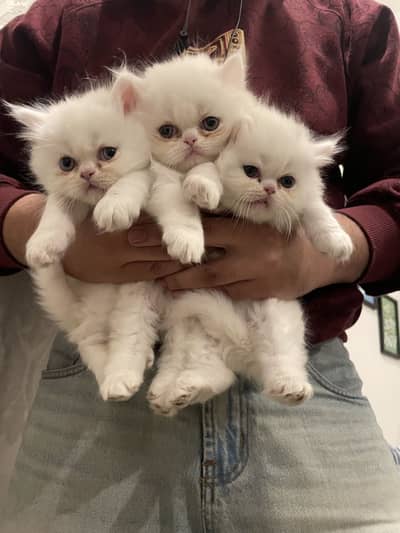 Punch Face Triple | Coated Kittens | Blue Eyes
