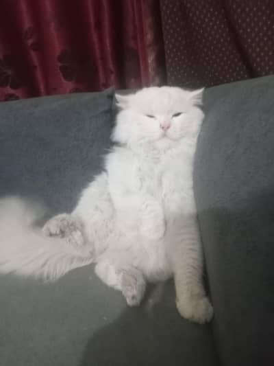 blue eyes  and long cotead hair