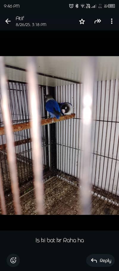 black face love bird