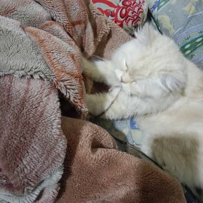 Persian sweet cat