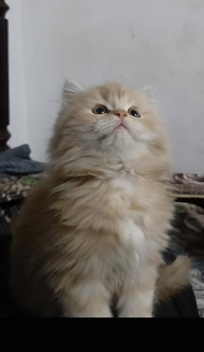 HIGH QUALITY GINGER / BI COLOUR MALE KITTEN