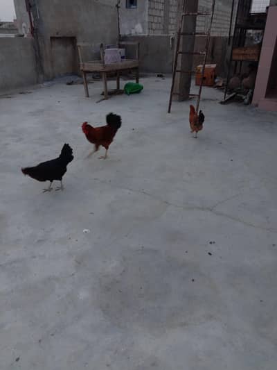 2 male hen and 3 female egg laying