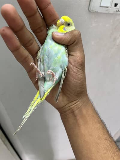 rainbow  male mauve cw yf female fbg yf