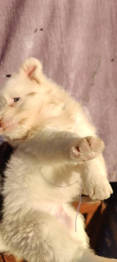 Russian Female Puppy for Sale Healthy & Playful 