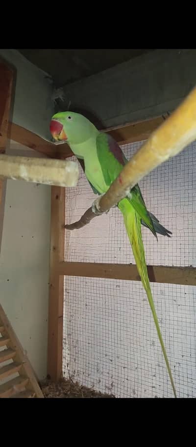 RAW BREEDER FEMALE WITH TALKING