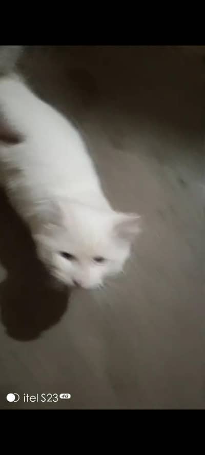 Persian kitten| double coated |Fluffy Kitten | doll face kitten |