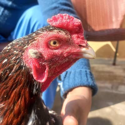 Mianwali Aseel one Cheena male 2 cheeni female  best quality