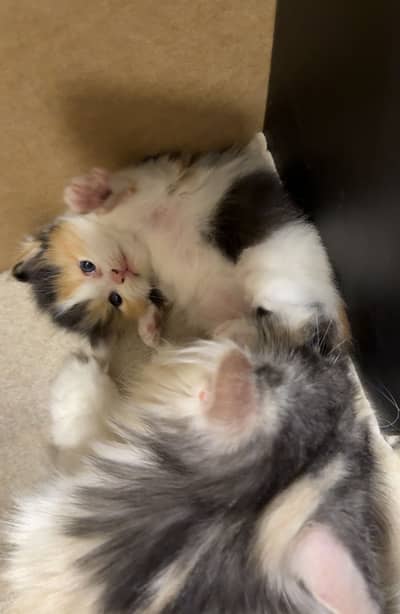 Adorable Persian Kittens Available for Adoption 