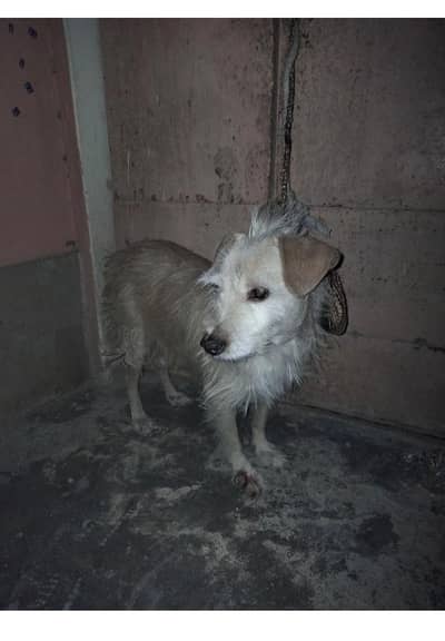 Russian dog urgent sale