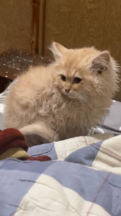 Persian kitten