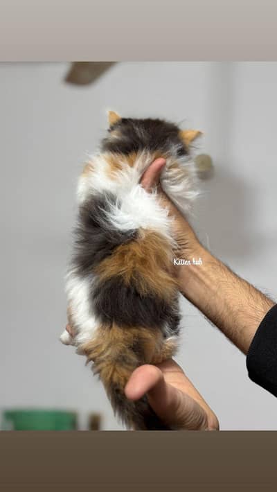 white persian kittens | tripple coat | kittens | cat | kittens