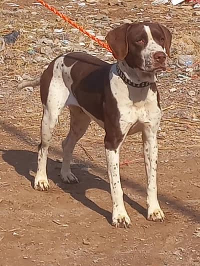 pure garman pointer female full train jall and fair healthy and active