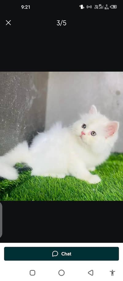 Persian cat for sale male or female my WhatsApp 0329. . . . 75. . . . 52. . . 620