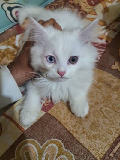 2 pairs of Pure White triple coated Persian kittens.