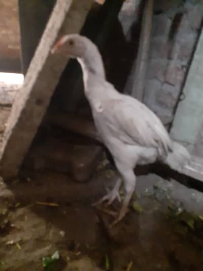 King size high quality heera aseel chicks for sale