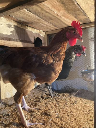 Pure astrolop female or desi murga pair