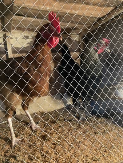 Egg laying Pure astrolop female or desi murga pair