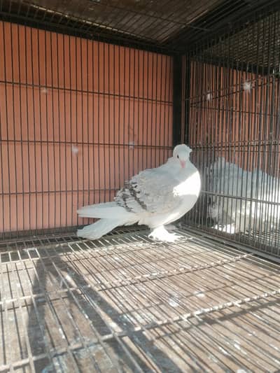frill pigeon healthy and active