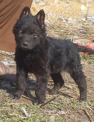pure black garman shepherd long caot female puppy healthy and active
