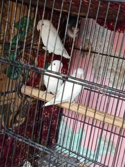 Lovebirds 2 pairs Available