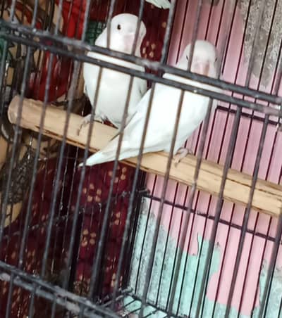Lovebirds  pair Available