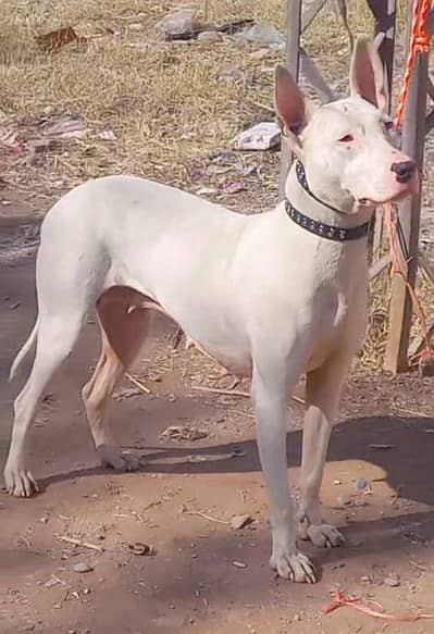 pure kuhati gultair female pink nose blue eyes healthy and active