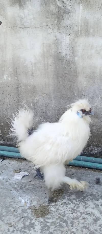 White silki | Black Bantam|Dasi Hens| Pure Dasi|Misri
