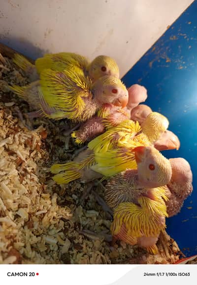 parrot chicks