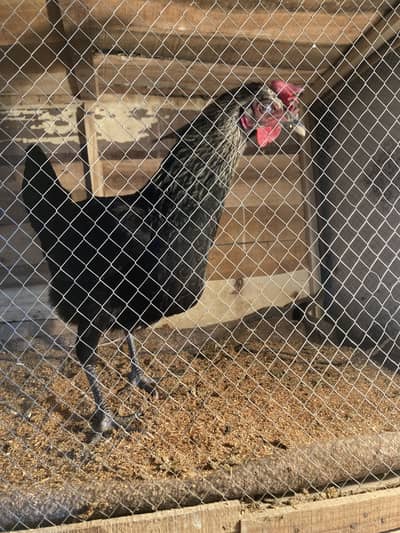 Pure home Astrolop egg laying female with gurrantee