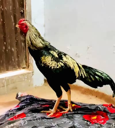 Aseel Java Pattha for sale