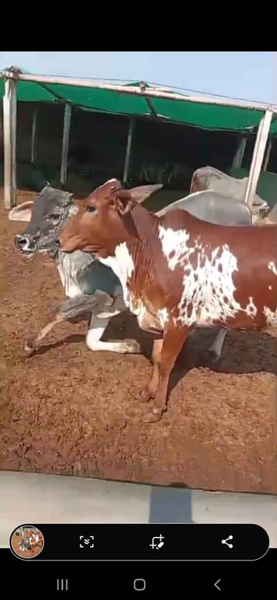 I am selling my bachiya still kheeri best for qudbani lovers