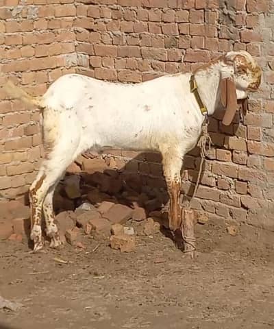pure white makhi cheena breader for sale