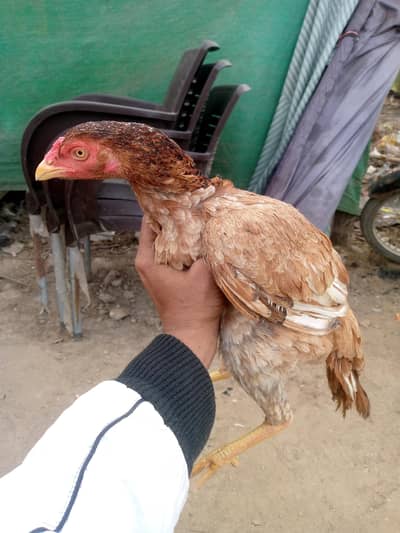 miyawali Aseel Madi 03233028204