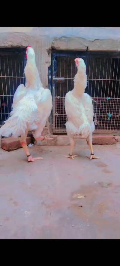 03462744452. /. .  pure aseel shamo white