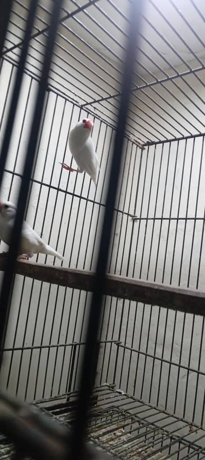 white and silver java for sale