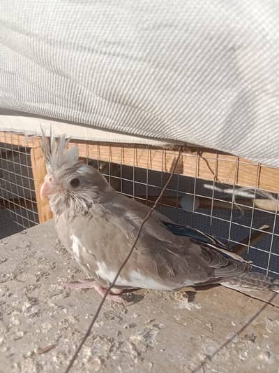 Cockatiel Pearl and Cockatiel Pied chicks for hand tame.