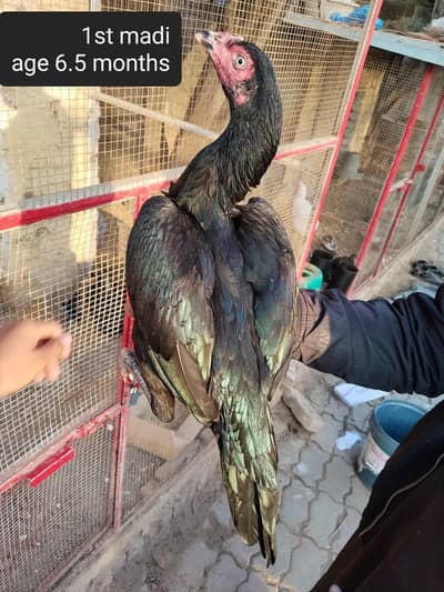 Quality aseel birds are up for sale