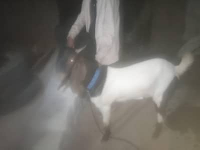 Bakra for sal 03488293216