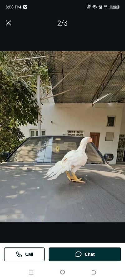 arrot big murga age 3 month for sale 03468444939