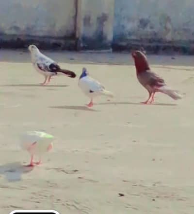 Sarahzi pegion for sale 10 pice 700 per pice breeder pairs Hy sa ray