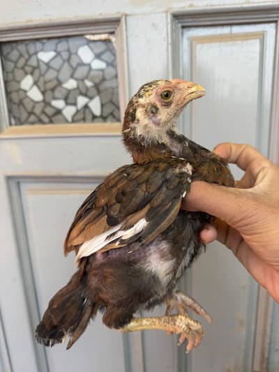 Cross Parrot beak aseel cross chicks