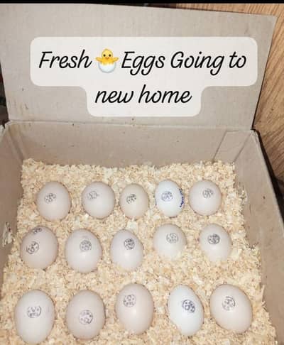 Heera Aseel + Cheeni miawali aseel mix fresh & fertile eggs available