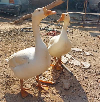 DUCKS FOR SALE