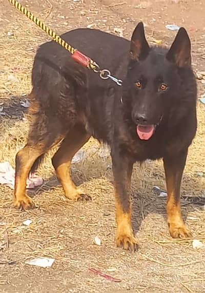 pure Belgium bagyari male full hait dubble body healthy and active