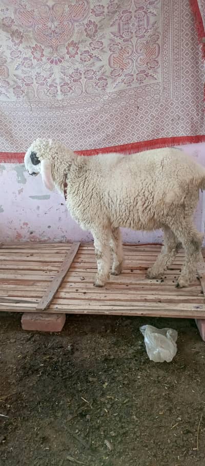 Male sheep | Chatra | mehnda | Eid special