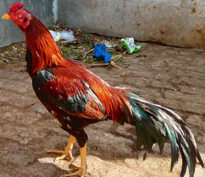 parmoz aseel phatha for sale