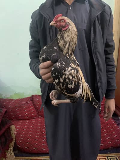 Full zero size murga for sale or exchange with any bird