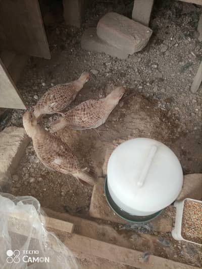 Sindhi Dakhnay Titer Breader pair