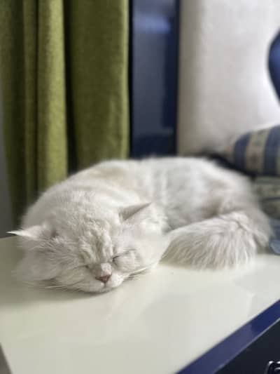 Russian cat urgent sale